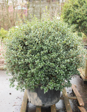 Planten Osmanthus x burkwoodii   pot   bolvorm diameter 110+ cm