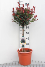 Planten Photinia x fraseri 'Little Red Robin'   pot 9L   geënt op stam