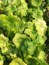Planten Dysosma 'Spotty Dotty'   pot 9x9 cm