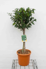 Planten Prunus lusitanica 'Angustifolia'   pot 9L   geënt op stam
