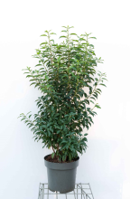 Planten Prunus lusitanica 'Angustifolia'   pot 15L   100 125 cm