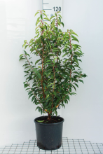 Planten Prunus lusitanica 'Angustifolia'   pot 10L   100 125 cm