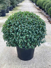 Planten Prunus lusitanica 'Angustifolia'   pot   bolvorm diameter 100+ cm