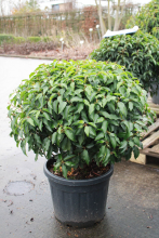 Planten Prunus lusitanica 'Angustifolia'   pot   bolvorm diameter 70+ cm