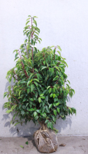 Planten Prunus lusitanica   aardekluit   120 140 cm