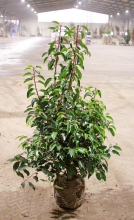 Planten Prunus lusitanica   aardekluit   100 120 cm