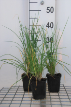 Planten Allium sphaerocephalon   Trommelstokje   pot 9x9 cm  