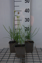 Planten Chinese bieslook, snijknoflook   pot 9x9 cm (Allium tuberosum)  