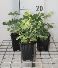 Planten Aquilegia vulgaris   pot 9x9 cm  