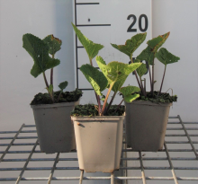 Planten Crambe cordifolia   pot 9x9 cm  