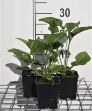 Planten Echinacea purpurea 'Alba'   pot 9x9 cm  
