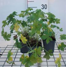Planten Geranium versicolor   pot 9x9 cm