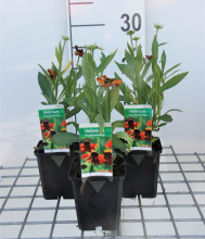 Planten Helenium 'Kupferzwerg'   pot 9x9 cm