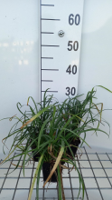 Planten Liriope spicata   pot 9x9 cm