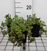 Planten Sedum spurium 'Purpurteppich'   pot 9x9 cm  