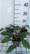 Planten Rudbeckia fulgida 'Little Goldstar'   pot 9x9 cm