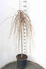 Planten Salix caprea 'Kilmarnock'   pot 18L   halfstam boom