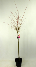 Planten Salix integra 'Flamingo'   pot   geënt op stamhoogte 80 cm