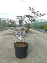 Planten Sambucus nigra 'Eva' (Black Lace)   pot 12L   80 100 cm