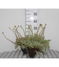 Planten Sedum reflexum 'Blue Spruce'   pot 9x9 cm