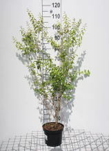 Planten Spiraea prunifolia   pot 3L   40 60 cm