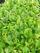 Planten Symphytum x rubrum   pot 9x9 cm  