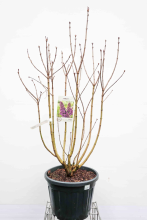 Planten Syringa vulgaris 'Andenken an Ludwig Späth' (Ludwig Spaeth)   pot 35L   125 150 cm