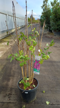 Planten Syringa vulgaris 'Charles Joly'   pot 35L   125 150 cm