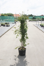 Planten Syringa vulgaris 'Mme Lemoine'   pot   50 60 cm