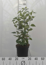 Planten Syringa vulgaris 'Michel Buchner'   pot   50 60 cm