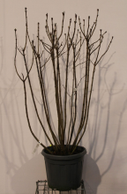 Planten Syringa vulgaris 'Michel Buchner'   pot 35L   125 150 cm
