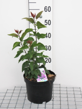Planten Syringa vulgaris 'Sensation'   pot   50 60 cm