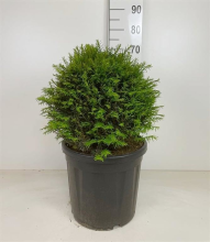 Planten Taxus baccata   pot   bolvorm diameter 45+ cm