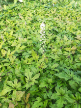 Planten Tiarella 'Iron Butterfly'   pot 9x9 cm