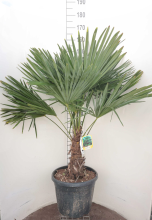 Planten Trachycarpus fortunei   pot 35L   geënt op stamhoogte 30 40 cm