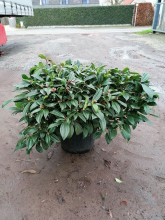 Planten Viburnum davidii   pot 35L   80 100 cm