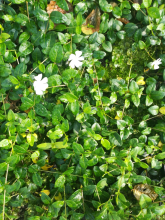 Planten Vinca minor 'White Power'   pot 9x9 cm  