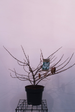Planten Viburnum plicatum 'Mariesii'   pot 12L   60 80 cm