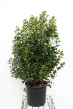 Planten Viburnum tinus 'Eve Price'   pot 18L   100 125 cm  
