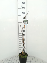 Planten Abeliophyllum distichum   pot   30 40 cm