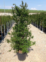 Planten Abelia x grandiflora   pot 30L   125 150 cm