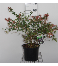 Planten Abelia x grandiflora   pot 5L   40 60 cm