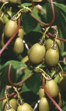 Planten Actinidia arguta 'Bayern'   pot   50 60 cm  
