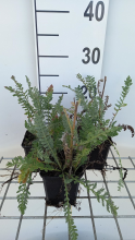 Planten Achillea 'Alabaster'   pot 9x9 cm