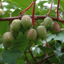 Planten Actinidia arguta 'Weiki'   pot   50 60 cm