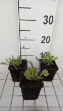 Planten Achillea filipendulina 'Parker's Variety'   pot 9x9 cm