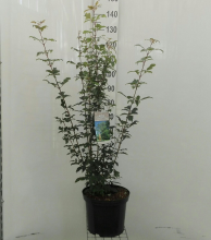 Planten Acer griseum   pot 12L   80 100 cm