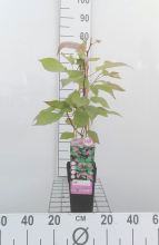 Planten Actinidia kolomikta   pot   50 60 cm