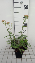 Planten Achillea millefolium 'Lachsschönheit'   pot 9x9 cm  