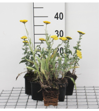 Planten Achillea 'Moonshine'   pot 9x9 cm  